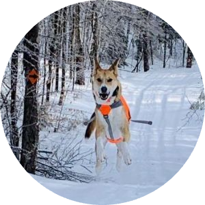 Dog running in snowy forest