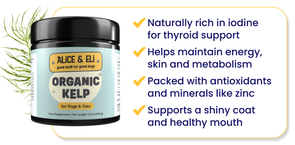 jar of kelp and reasons to love it