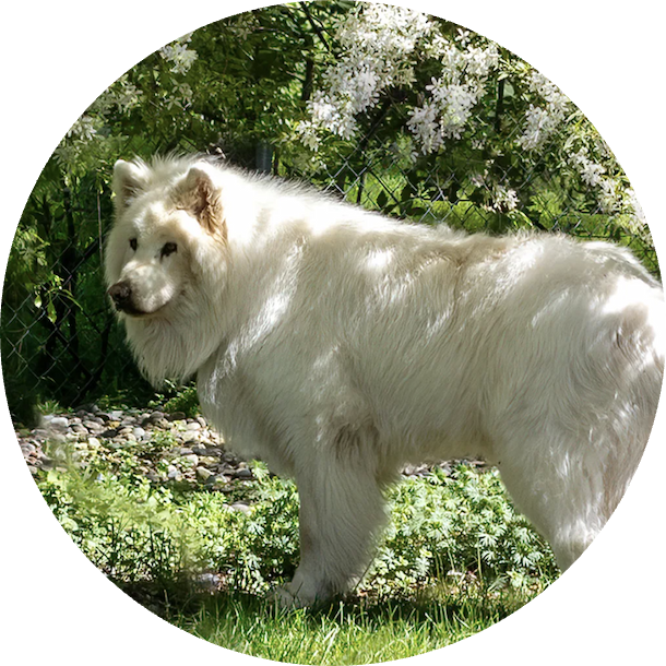 white dog standing outside testimonial image