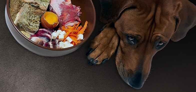 B12 deficiency in dogs