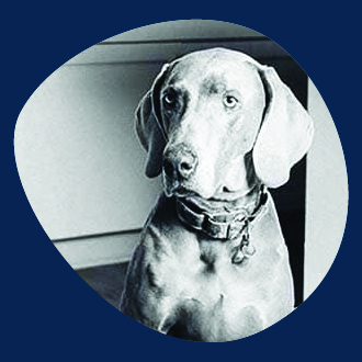 Apoquel Side Effects: Is This Allergy Drug Safe?