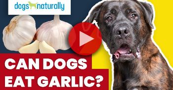 garlic for dogs