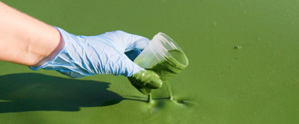 Blue Green Algae Poisoning In Dogs: Risks And Prevention