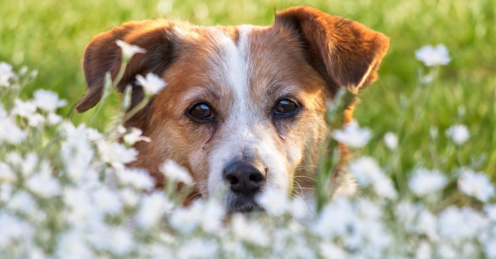 dog in grass looking at you