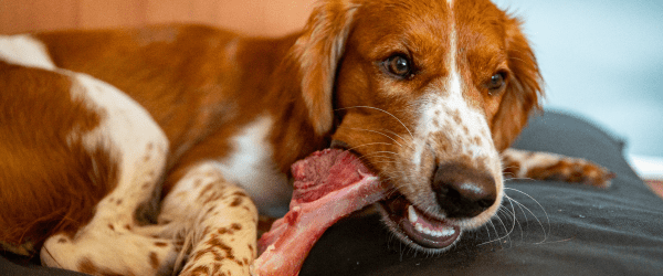 Surprising Benefits Of Ginger For Dogs