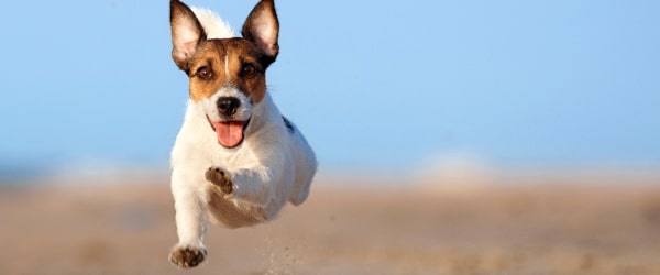Safe And Effective DIY Heartworm Treatment For Dogs