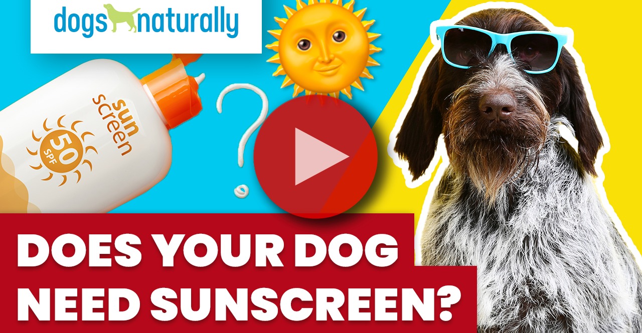 Do dogs Need sunscreen image of dog with sunglasses 