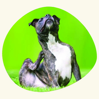 Skin and Coat Support itchy dog