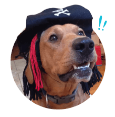 Cindy B's dog - makes homemade dog foro easier