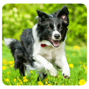 Dog running through a field of flowers