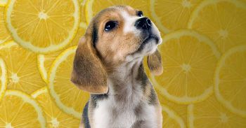 lemon for dogs