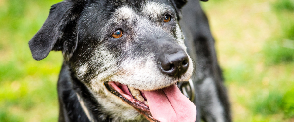 10 Ways to help your dog live longer