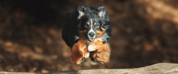 Dog jumping over log - reasons to give dogs collagen