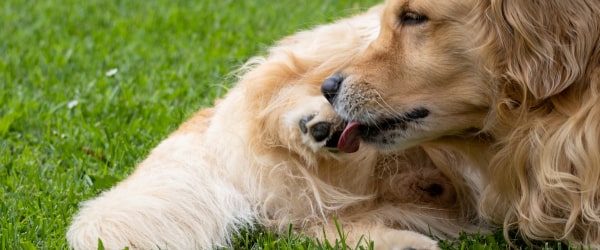 hidden link between your dog's gut and allergies.