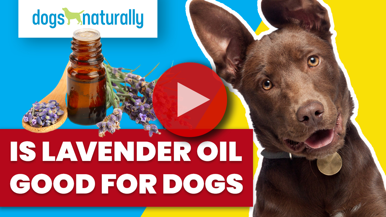 lavender oil for dogs