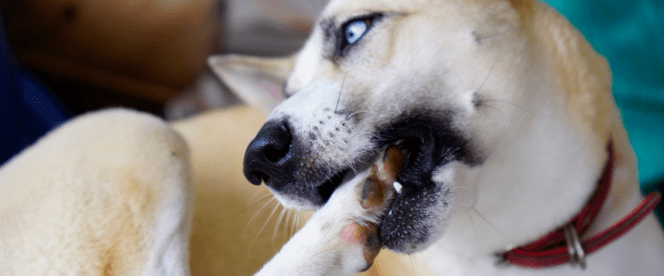 How to manage yeasty dogs