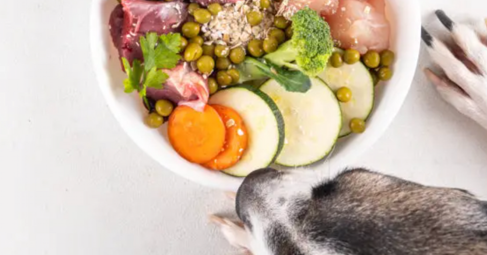 dog beside bowl of raw food