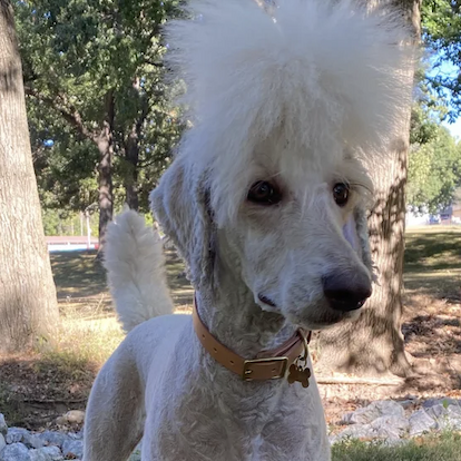 Karina T's 5 Star Review