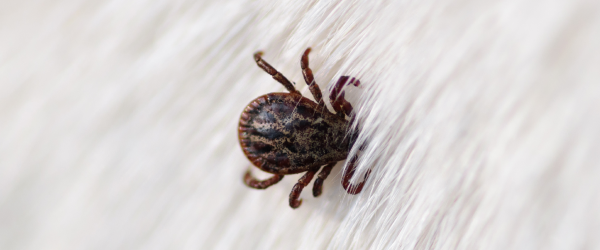 Tick on white fur