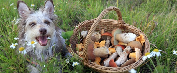 Antioxidants In Mushrooms for dogs. dog with basket of mushrooms