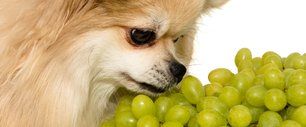 an image of a dog sniffing a bunch of grapes on a white surface