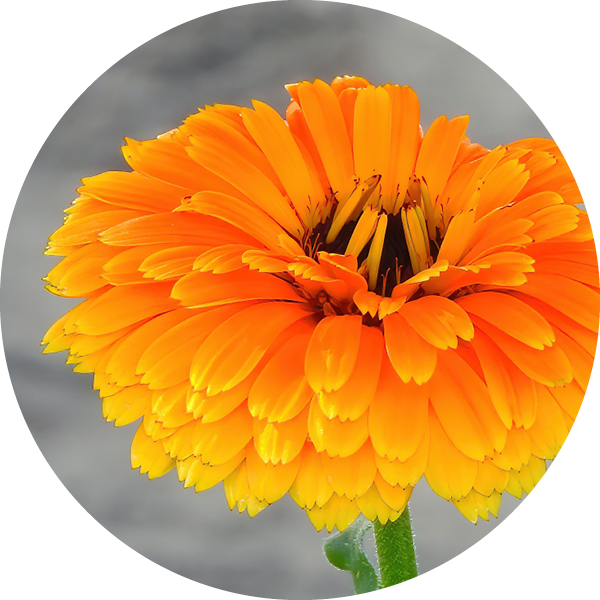 Calendula 