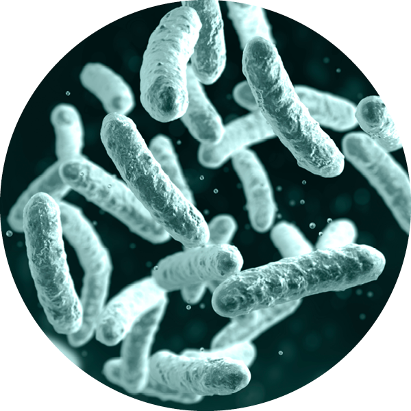Lactobacillus