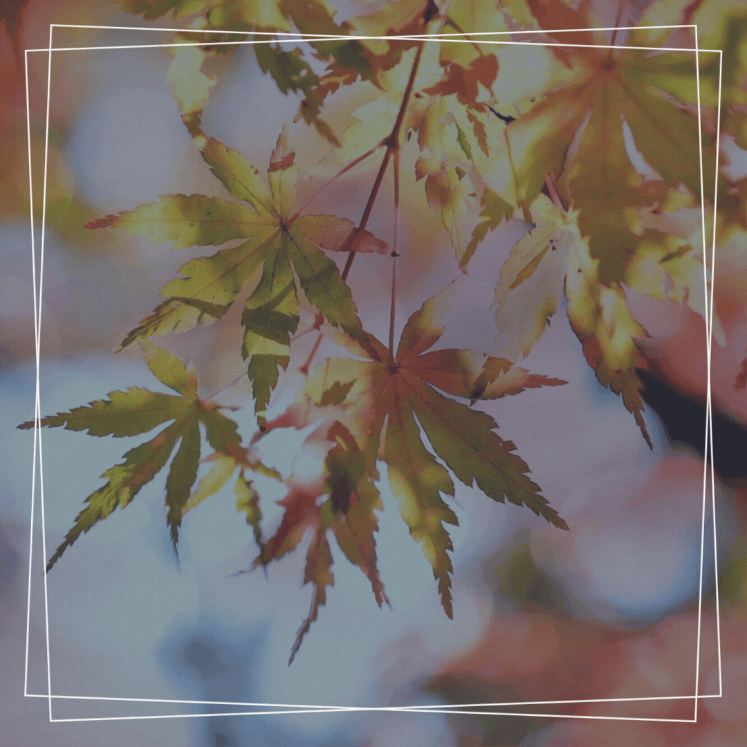 Sale Ends Today 25% Off