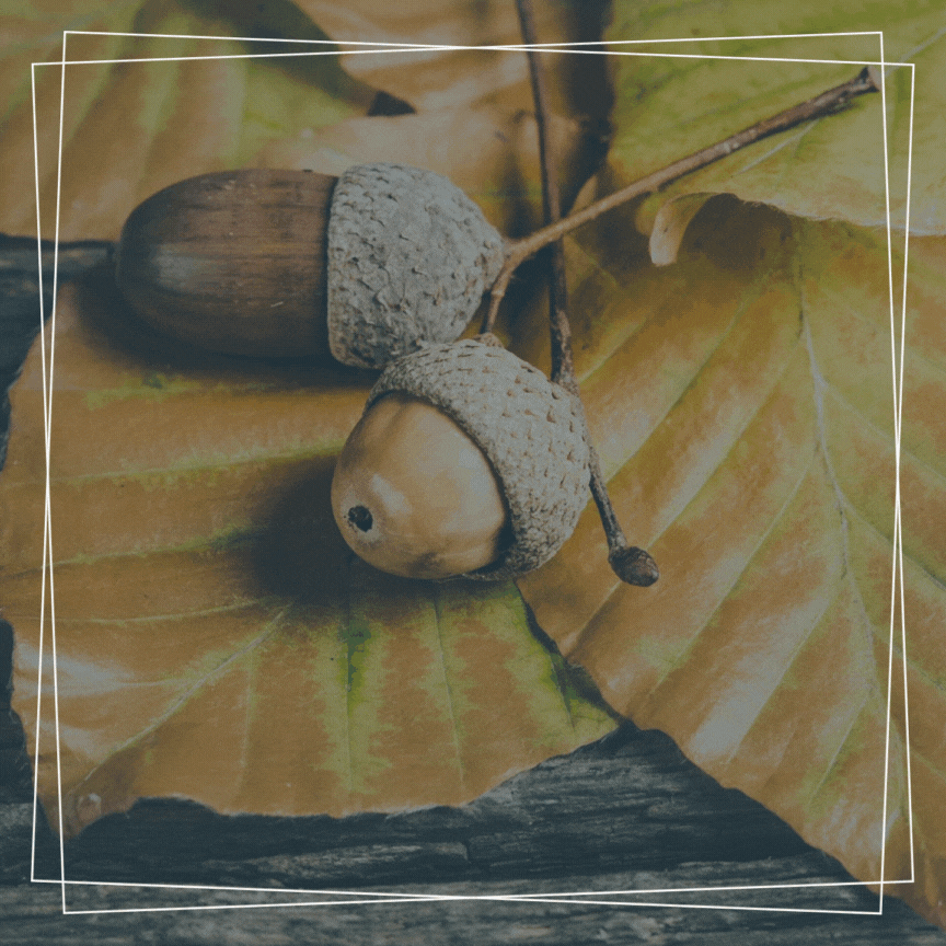 Thanks Giving Sale Ends Tomorrow: 25% off everything!