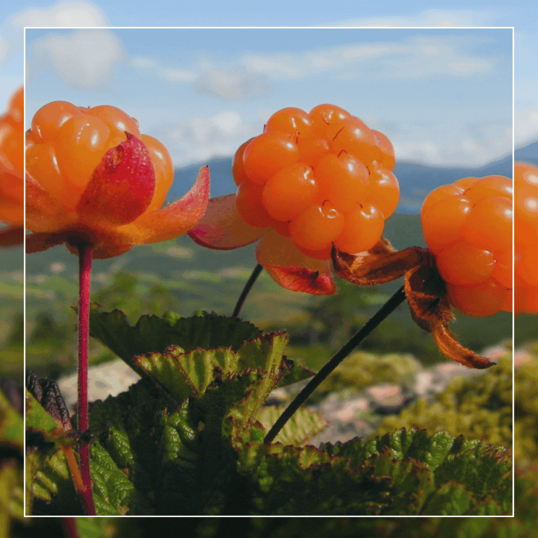 Learn About How We Use Cloudberries
