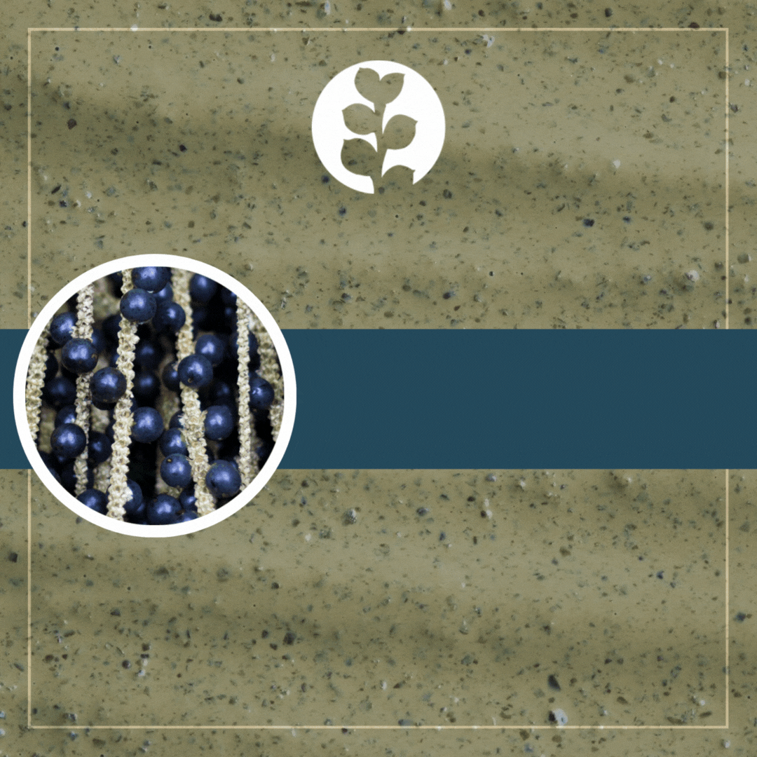 The Power of Açaí Berries: Effective and Ethically Sourced