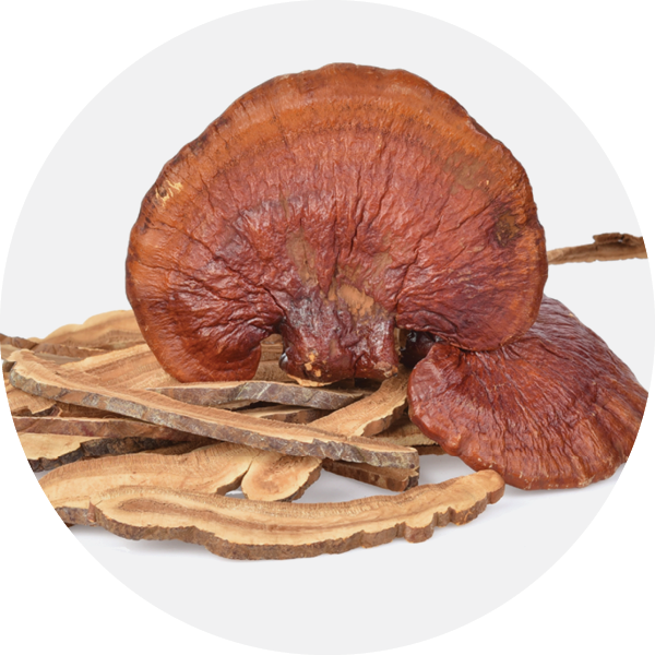 Reishi Mushroom