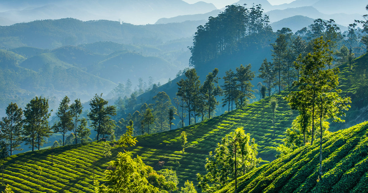 Darjeeling Region