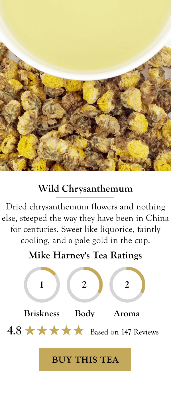 Wild Chrysanthemum