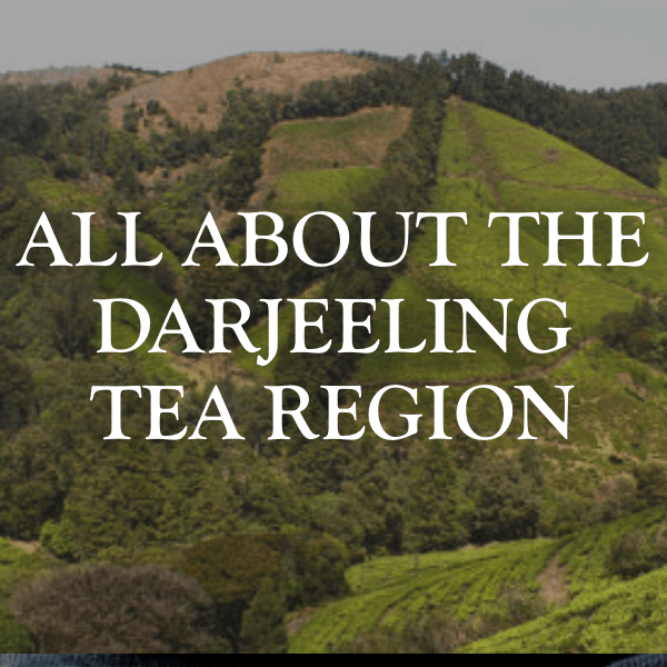 All About the Darjeeling Tea Region