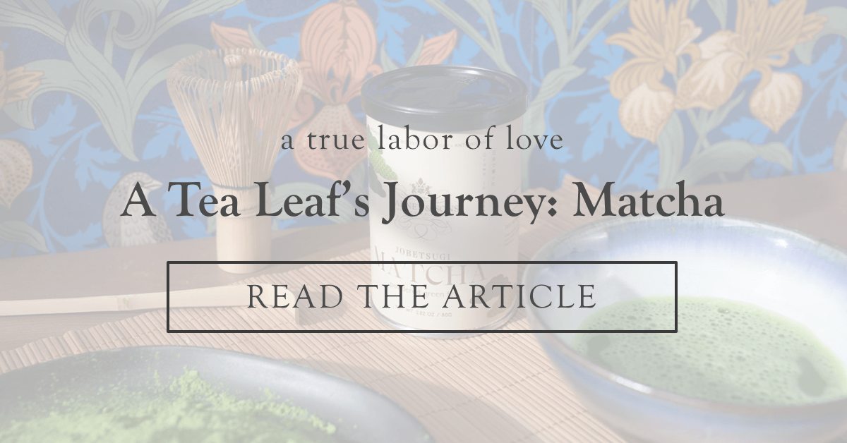 A Tea Leaf's Journey: Matcha |  Read the Article >