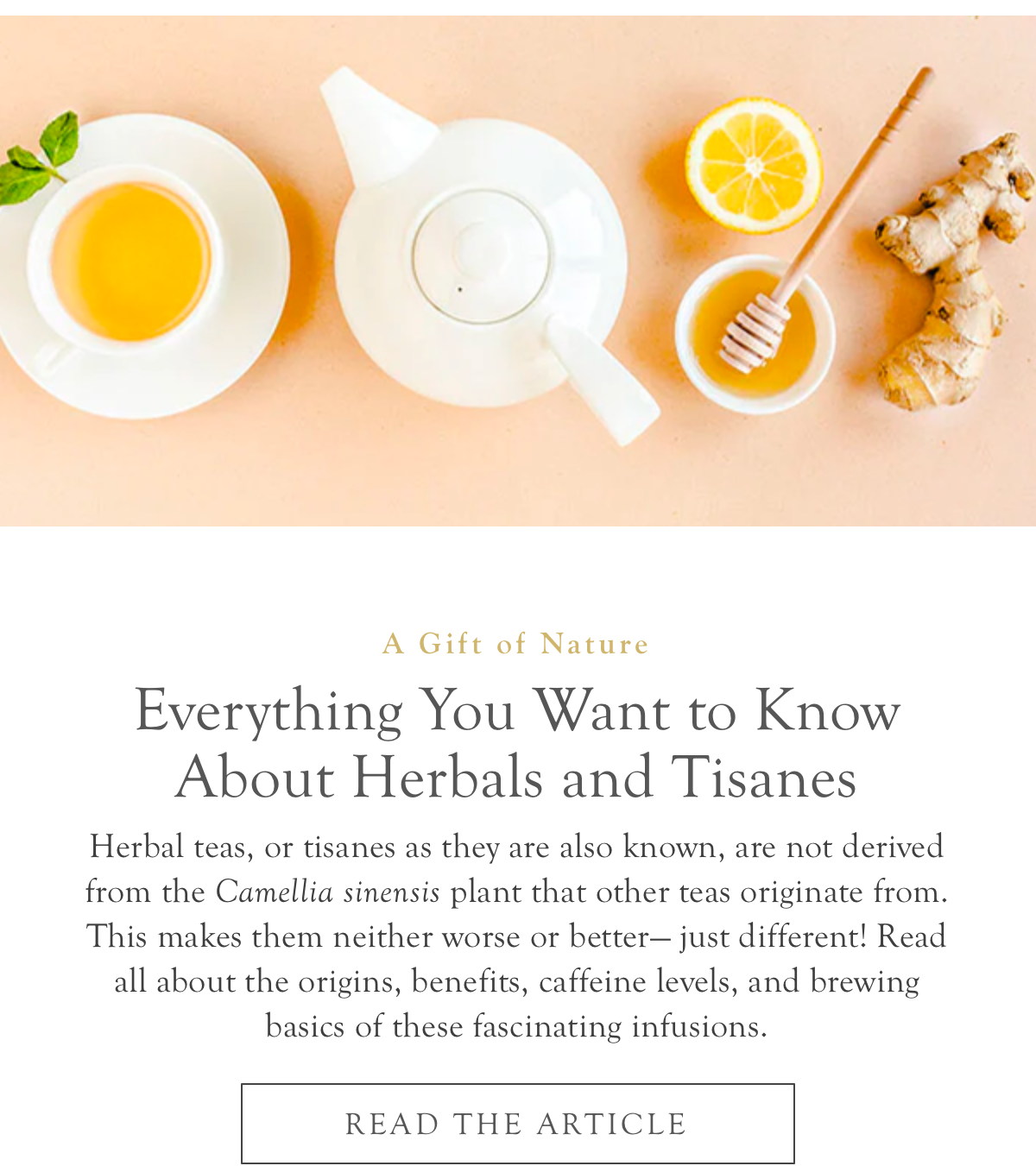 Everything You Want to Know About Herbals & Tisanes