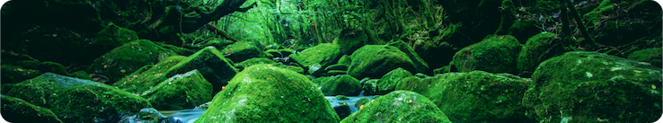 Isola di Yakushima, Giappone