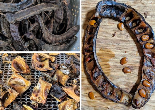 Carob pods being dried and prepared for grinding