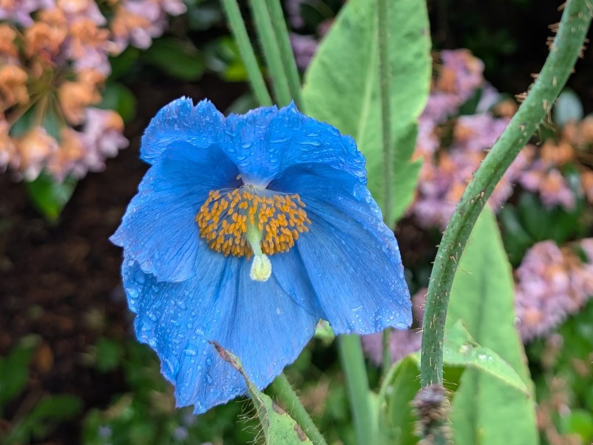 A Himalayan blue poppy flowering at Branklyn Garden