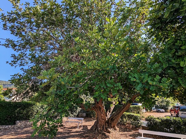 An old carob tree in Komiza, Croatia
