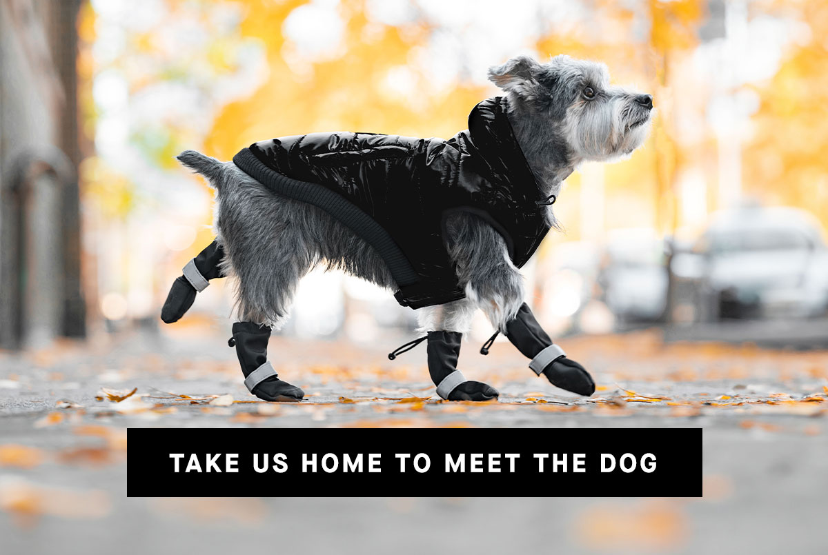 Take us home to meet the dog