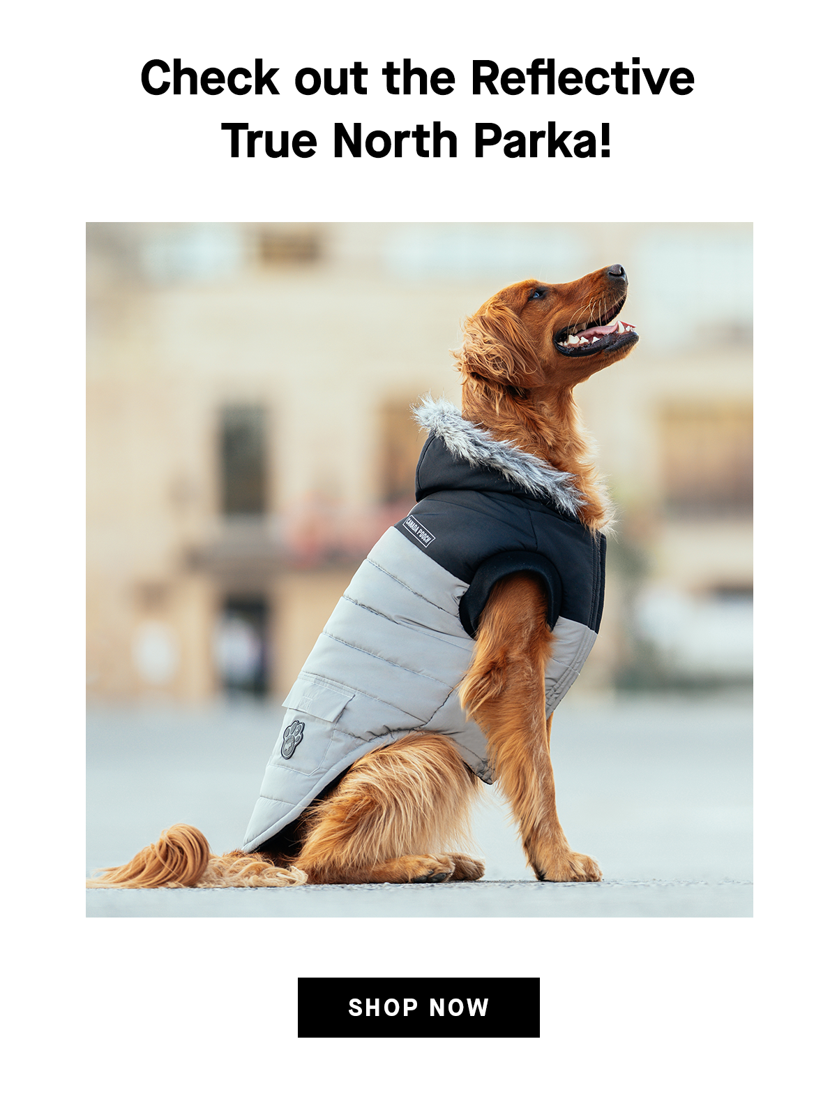 NEW Color for our WARMEST dog parka! 🥰 Canada Pooch