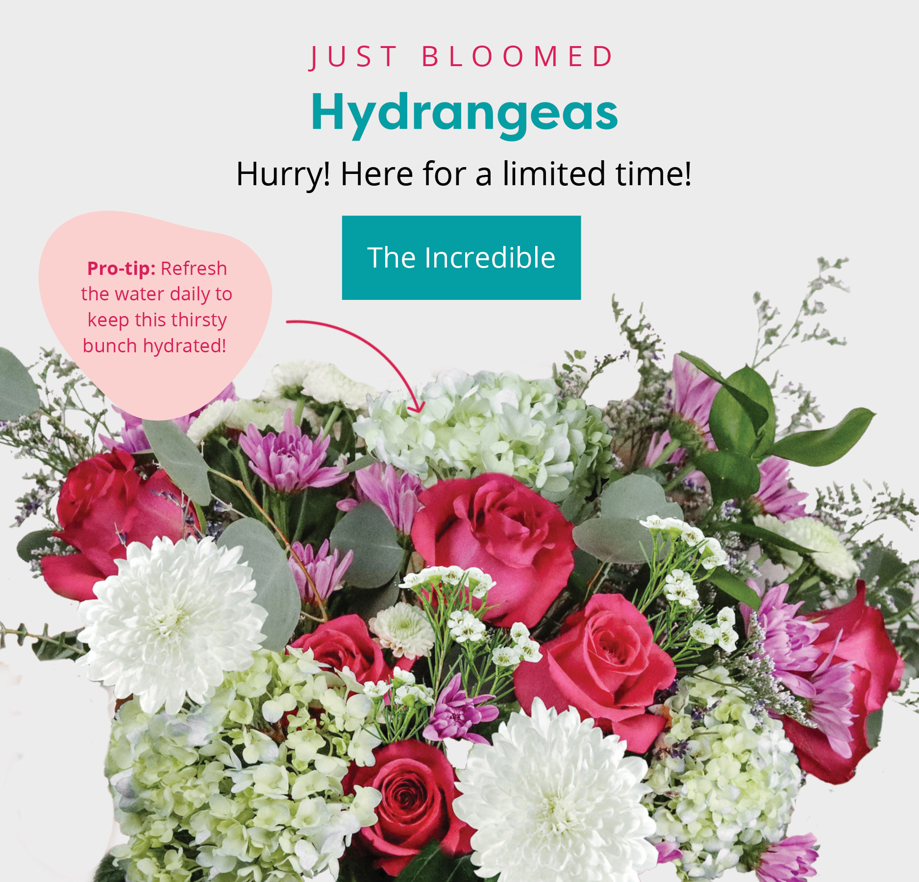 Say hello to hydrangeas 💐🤍 Callia Flowers