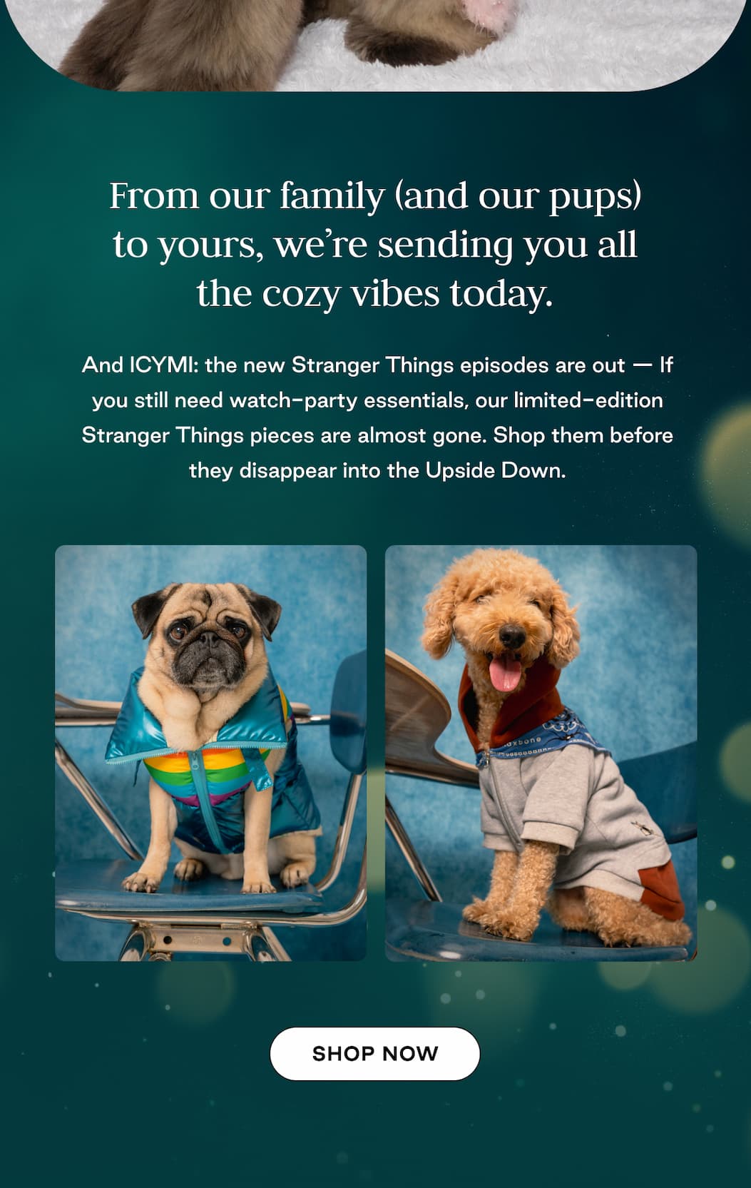 A Merry Christmas to You & Your Pup