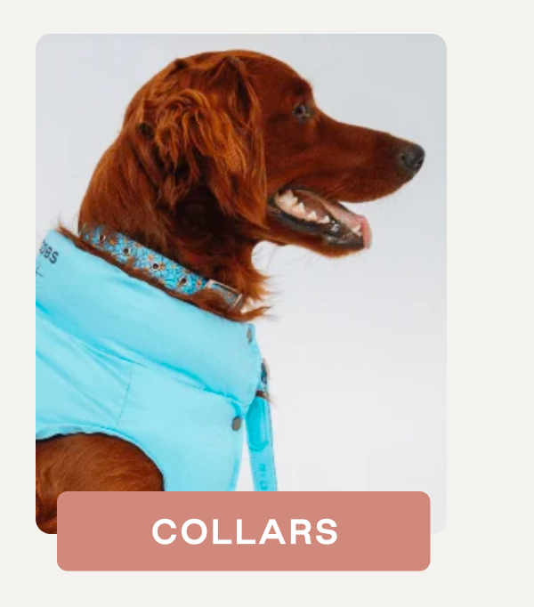 Shop Collars 