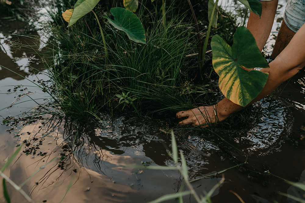 Tending to kalo plants