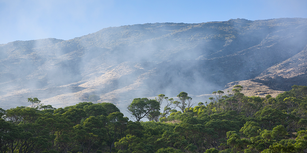 Ancient koa trees in the remnant forests of Nakula, Maui. Photo by Zach Pezzillo.