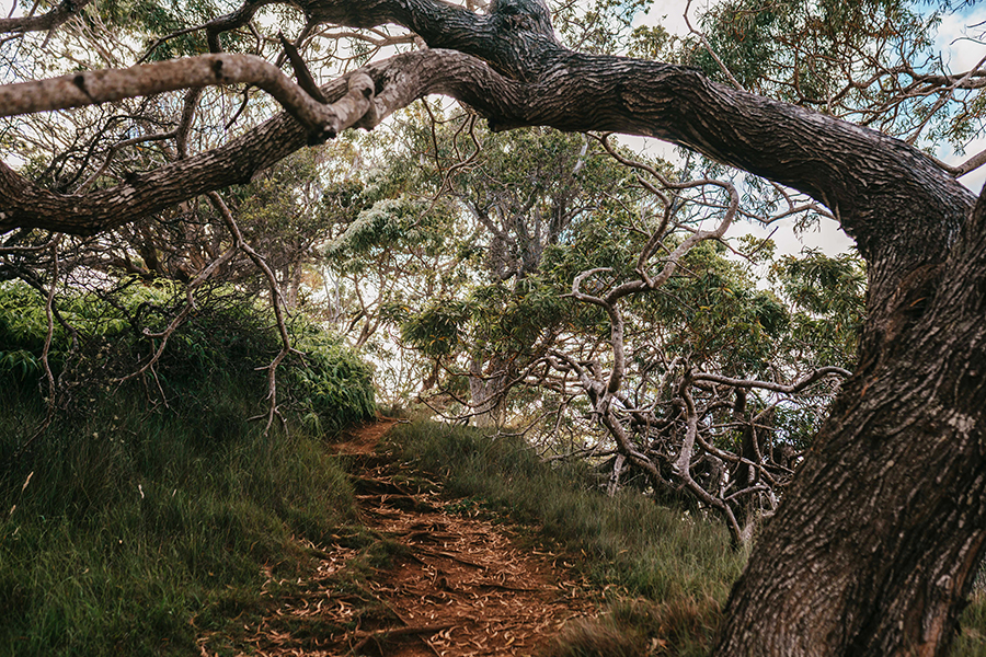 Curling koa line a Kaua'i trail
