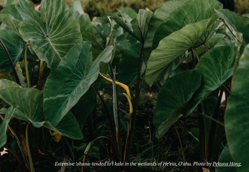 Extensive 'ohana-tended lo'i kalo in the wetlands of He'eia, O'ahu. Photo by Pekuna Hong.